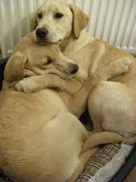 Paw-Pals-Comforted-Dog