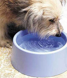 Paw-Pals-Dog-drinking-Water