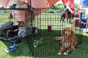 Paw-Pals-Dogs-Relaxing