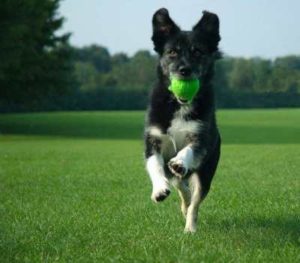 Paw-Pals-Healthy-Dog