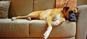 Paw-Pals-House-Pet-600x268