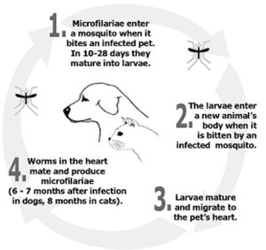 Paw-Pals-How-a-Pet-gets-worms