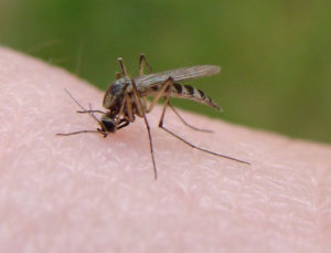 Paw-Pals-Mosquito-Bite-600x457
