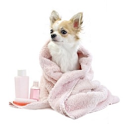 Paw-Pals-Pampered-Pooch