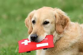 Paw-Pals-Pet-First-Aid