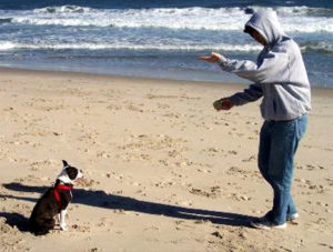 Paw-Pals-Pet-Sitting-Deaf-Dog-Training