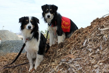 Paw-Pals-Pet-Sitting-Deaf-Dog