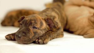 pit bulls are misunderstood being a baby