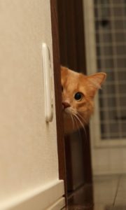 Paw-Pals-Scared-Cat