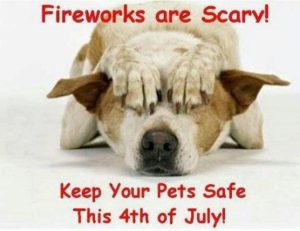 Paw-Pals-Scared-of-fireworks