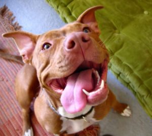 a nice dog knowing that pit bulls are misunderstood