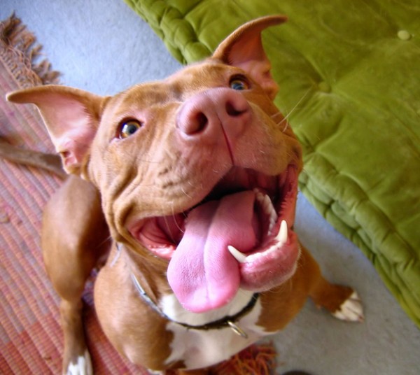 Paw-Pals-Silly-Pit-Bull-600x536