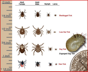 Paw-Pals-Tick-Identification-Chart