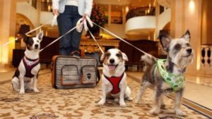 Paw-Pals-Traveling-with-Pets-600x338