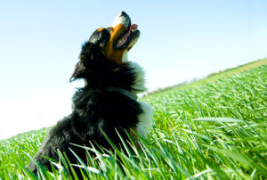 PawPals-Healthy-Pet