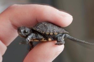 Turtles-Paw-Pals-300x199