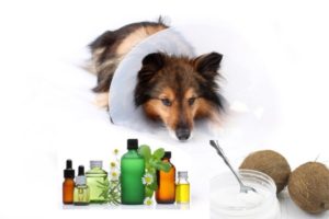 Sick Sheltie or Shetland sheepdog with dog cone collar and medicine bottles in the foreground (NOT ISOLATED)