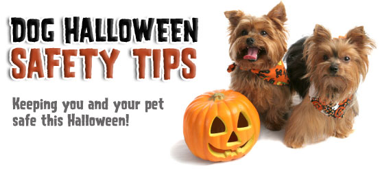 halloween safety