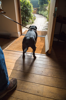 A dog about to go for a walk