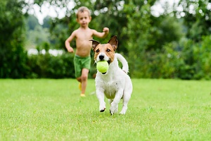 dog having fun in the sun playing ball with a child