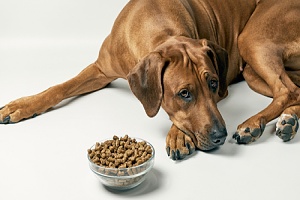 dog next to food bowl not eating