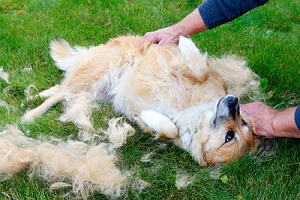 dog rolling on grass getting deshedded by owner
