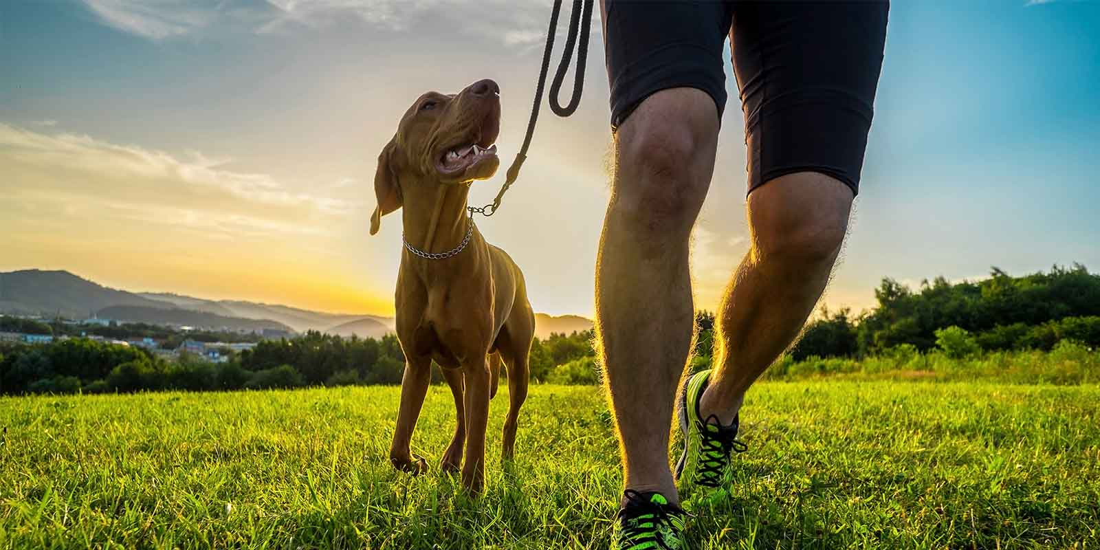 dog running with owner on a field