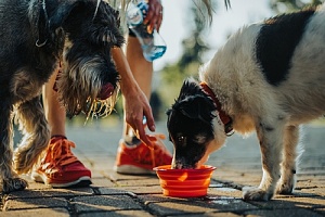 two dogs taking a water break on a walk with owner