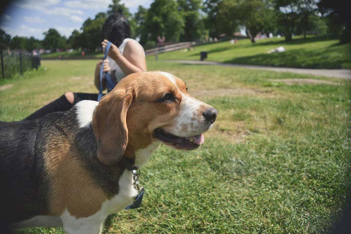 Dog in dog park