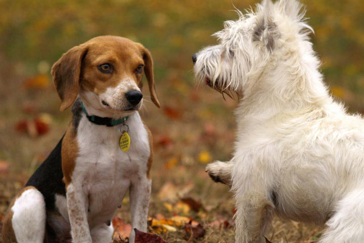 two dogs playing