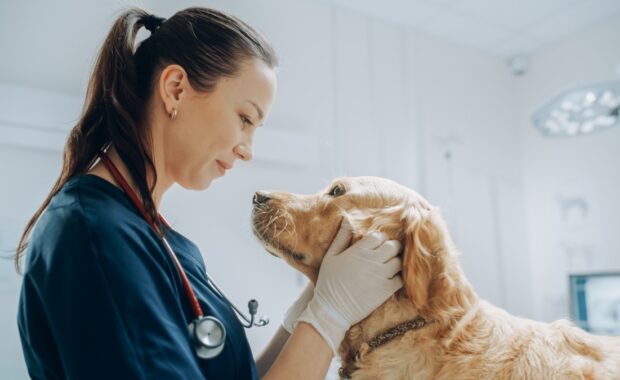 Golden Retriever at Pet Care Vet