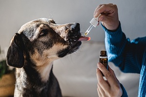 dog owner giving her pet liquid medicine