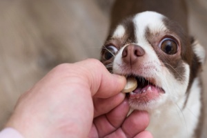 dog owner giving his pet medicine in pill form
