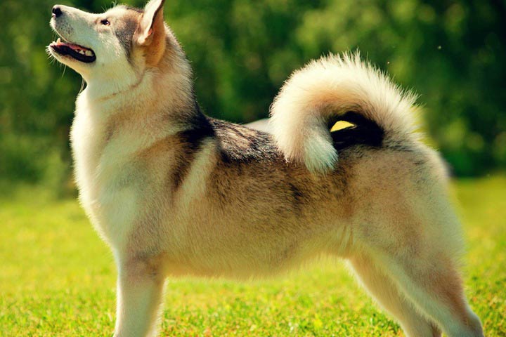 primary pet care