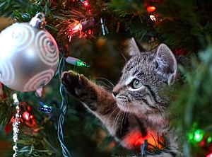 Gray kitten in christmas tree pawing at ornament 
