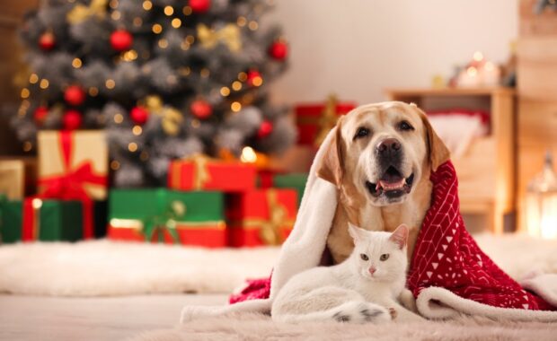 white cat and dog next to Christmas tress