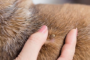an owner finding a tick on her dog
