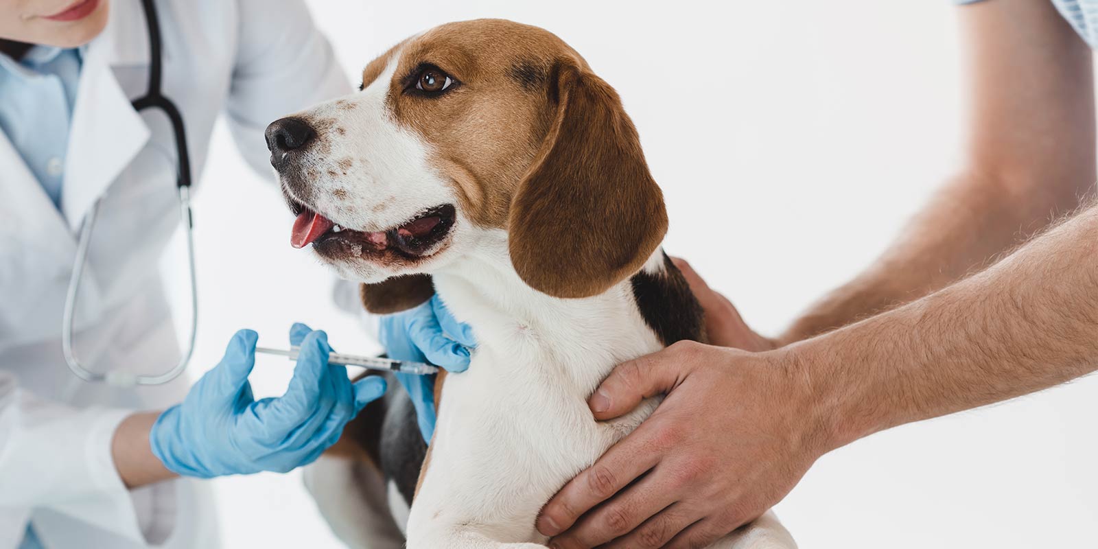 dog at a vet appointment receiving its vaccine