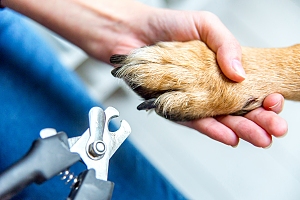 dog getting nails trimmed by groomer