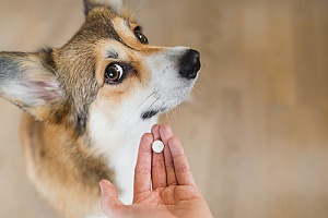 dog owner showing her dog the pill he needs to take