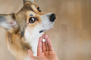 dog owner showing her dog the pill he needs to take