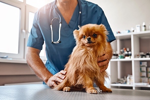 small dog with vet