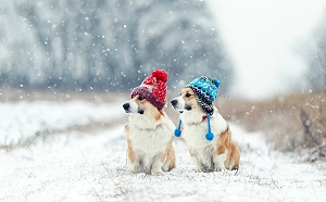 Corgis wearing winter puff ball hats outside in snow