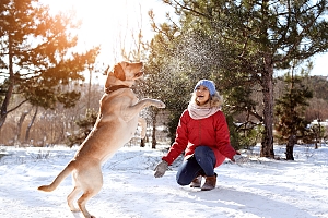 Gold Retriever playing outside in snow with owner in Northern Virginia