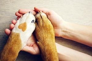 dog paw on Northern Virginia pet sitter hands