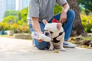 French bulldog drinking water on walk with Northern Virginia Pet Sitter