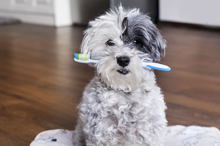 Dog Dental Care