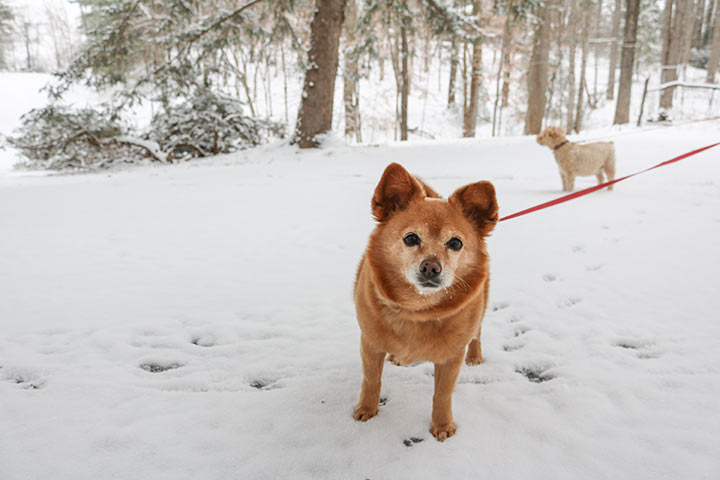 Train Your Dog to Walk on a Leash