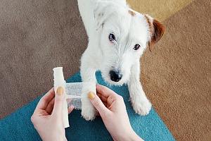 a dog owner banding her pets paws