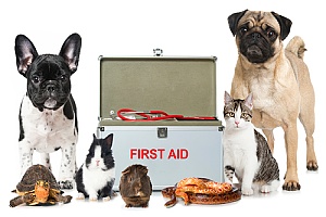 different pets sitting around a pet first aid kit